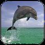 Dolphin 3d. Video Wallpaper apk icon