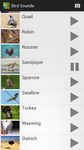 Картинка 11 Bird Sounds