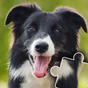 Dogs Jigsaw Puzzles Games Kids icon