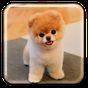 강아지 라이브 배경 화면의 apk 아이콘