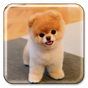 강아지 라이브 배경 화면의 apk 아이콘