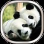 Panda Live Achtergronden APK