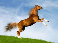 Horses Jigsaw Puzzles image 