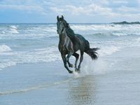 Horses Jigsaw Puzzles image 10