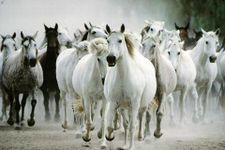 Horses Jigsaw Puzzles image 9