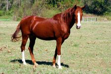 Horses Jigsaw Puzzles image 8