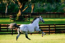 Horses Jigsaw Puzzles image 6