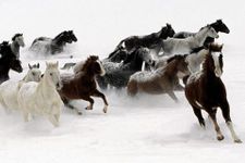 Horses Jigsaw Puzzles image 5