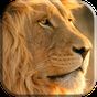 Aslan Canlı Duvar Kağıdı APK Simgesi