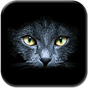 APK-иконка Черные Кошки Живые Обои