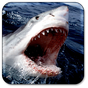 Ícone do apk Tubarão Papel parede animado