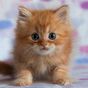 귀여운 새끼 고양이라이브 배경화면의 apk 아이콘