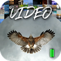 Alive Video Hintergrundbild HD APK