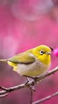 Birds Live Wallpaper  screenshot apk 3