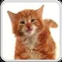 CAT LICKS LIVE WALLPAPER FREE