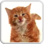 CAT LICKS LIVE WALLPAPER FREE APK icon