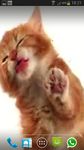 CAT LICKS LIVE WALLPAPER FREE image 