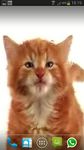 Imagem 2 do CAT LICKS LIVE WALLPAPER FREE