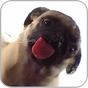 Biểu tượng apk Dog Licker Live Wallpaper FREE