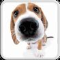 DOG LICKS SCREEN LWP FREE apk icon