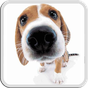 DOG LICKS SCREEN LWP FREE APK icon