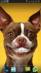 DOG SMILES LIVE WALLPAPER image 1