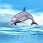 Ícone do apk Dolphin Playing Live Wallpaper