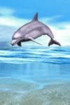 Картинка 2 Dolphin Playing Live Wallpaper