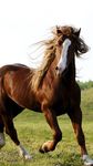 Photos de Chevaux Fond Animé capture d'écran apk 1