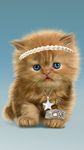 Gambar Bayi Kucing, Lucu Wallpaper 2