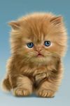 Gambar Bayi Kucing, Lucu Wallpaper 16