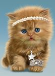 Gambar Bayi Kucing, Lucu Wallpaper 11