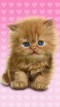 Gambar Bayi Kucing, Lucu Wallpaper 9