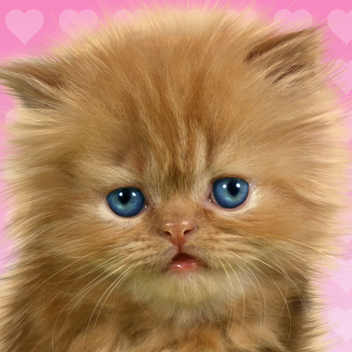 Baby Cat, Cute Live Wallpaper APK - Free download for Android