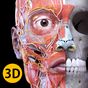 Muscle | Skeleton - 3D Anatomy icon