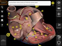 Captura de tela do apk Sistema Muscular - 3D - Lite 10