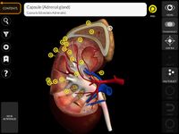 Captură de ecran Muscular System 3D Anatomy Lt apk 13