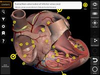 Captură de ecran Muscular System 3D Anatomy Lt apk 19