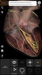 Captură de ecran Muscular System 3D Anatomy Lt apk 6
