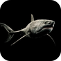 Icono de Tiburón 4K