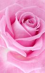 Pink Rose Live Wallpaper screenshot apk 6