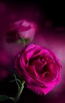 Pink Rose Live Wallpaper screenshot apk 5