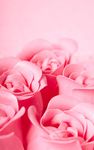 Pink Rose Live Wallpaper screenshot apk 2