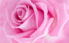 Pink Rose Live Wallpaper screenshot apk 1