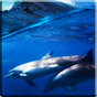 Иконка Дельфины со звуком живые обои