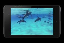 Скриншот 2 APK-версии Дельфины со звуком живые обои