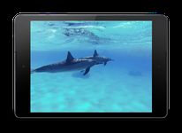 Скриншот 1 APK-версии Дельфины со звуком живые обои