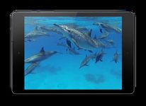 Dolphins +Sound Live Wallpaper ekran görüntüsü APK 