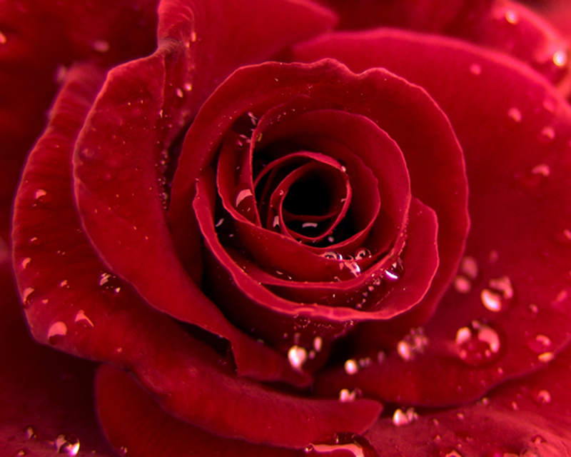 3d Wallpaper Rose For Android Image Num 62
