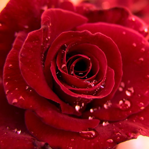3D Love Rose Live Wallpaper Android - Free Download 3D Love Rose Live  Wallpaper App - Fusion Wallpaper